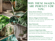 Graphic showing why the "Leafy Dreams" images are ideal for business owners, content creators, and marketers, emphasizing the beauty of green foliage.